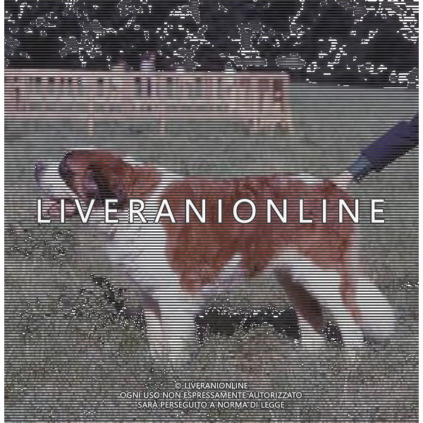 CANE SAN BERNARDO AG ALDO LIVERANI SAS