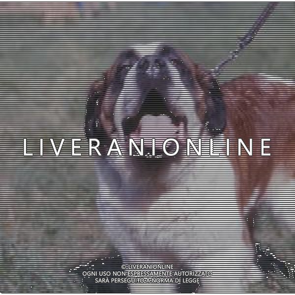 CANE SAN BERNARDO AG ALDO LIVERANI SAS