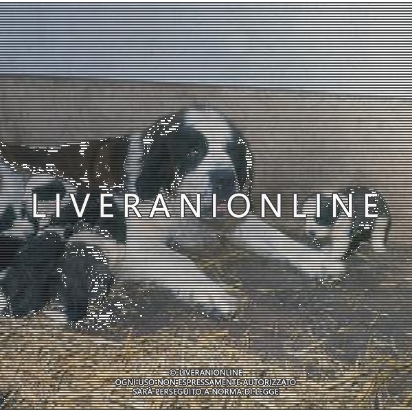 CANE SAN BERNARDO AG ALDO LIVERANI SAS