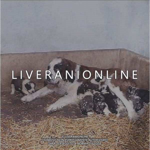 CANE SAN BERNARDO AG ALDO LIVERANI SAS