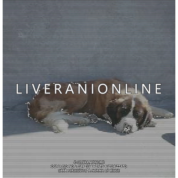 CANE SAN BERNARDO AG ALDO LIVERANI SAS