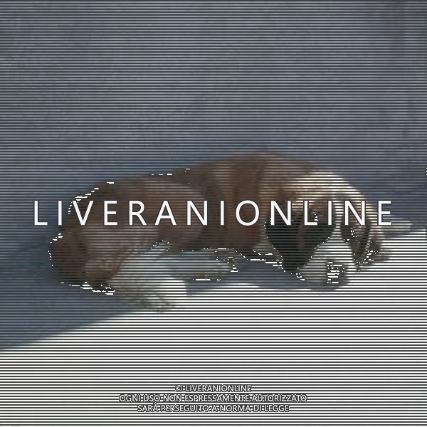 CANE SAN BERNARDO AG ALDO LIVERANI SAS