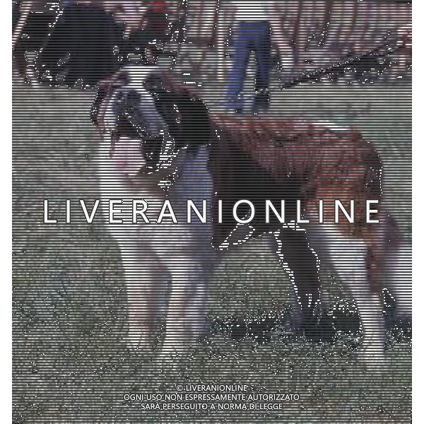 CANE SAN BERNARDO AG ALDO LIVERANI SAS
