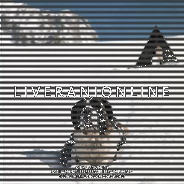 CANE SAN BERNARDO AG ALDO LIVERANI SAS