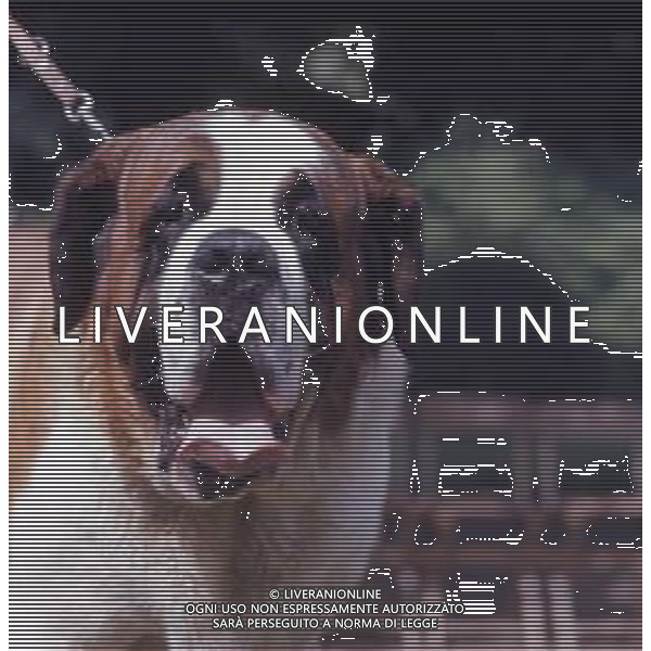 CANE SAN BERNARDO AG ALDO LIVERANI SAS