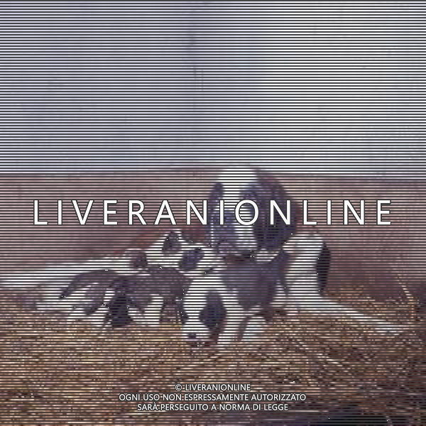 CANE SAN BERNARDO AG ALDO LIVERANI SAS