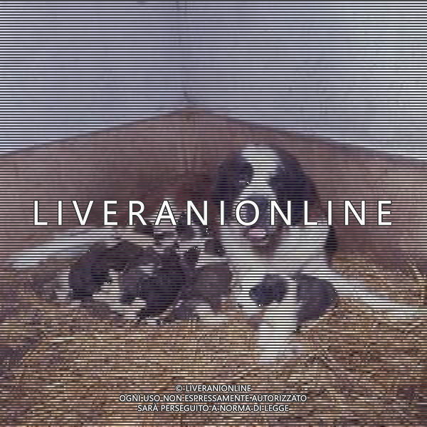 CANE SAN BERNARDO AG ALDO LIVERANI SAS