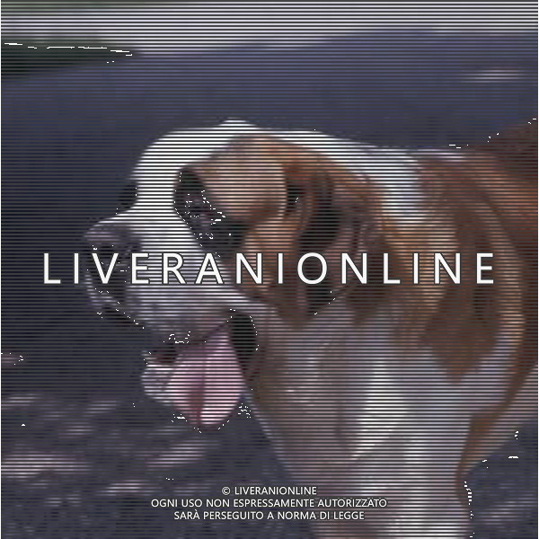CANE SAN BERNARDO AG ALDO LIVERANI SAS