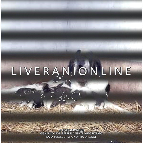 CANE SAN BERNARDO AG ALDO LIVERANI SAS