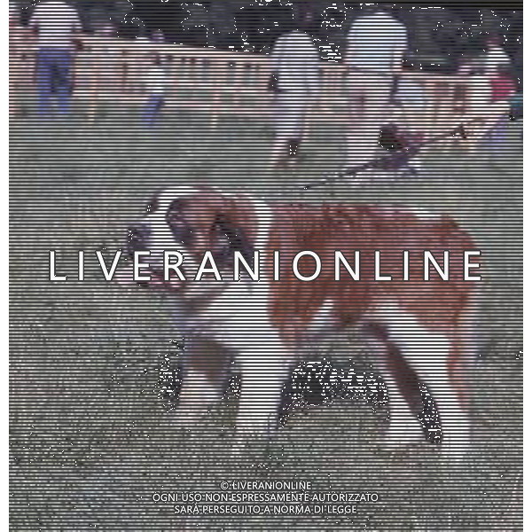 CANE SAN BERNARDO AG ALDO LIVERANI SAS