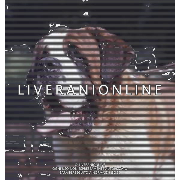 CANE SAN BERNARDO AG ALDO LIVERANI SAS