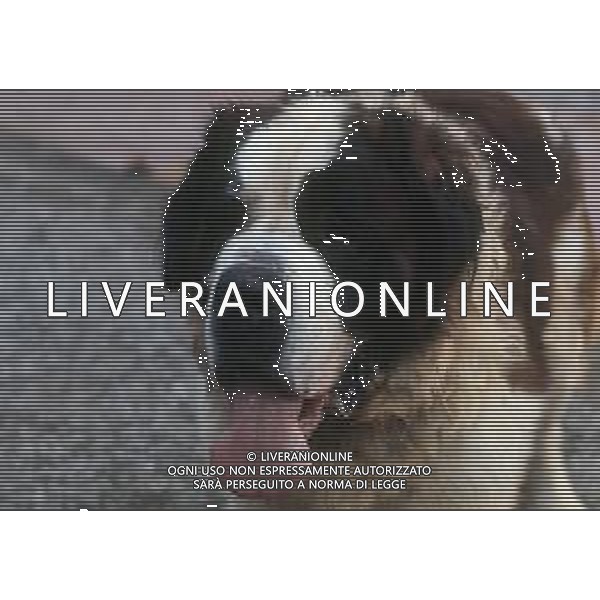 CANE SAN BERNARDO AG ALDO LIVERANI SAS