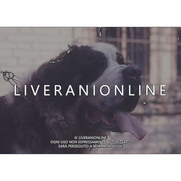 CANE SAN BERNARDO AG ALDO LIVERANI SAS