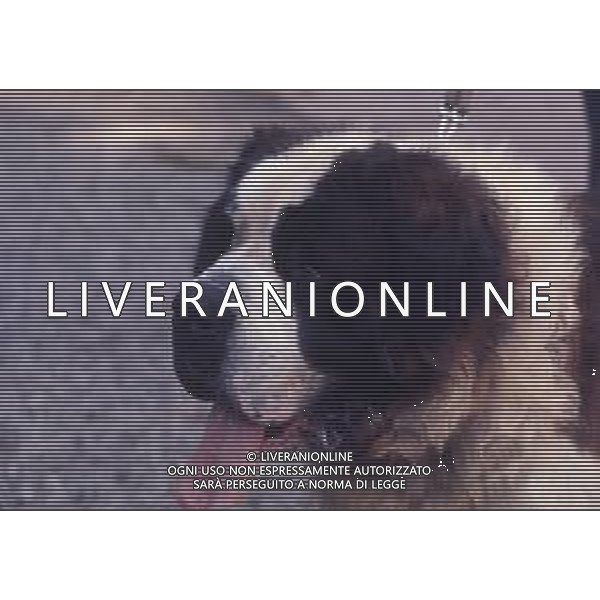 CANE SAN BERNARDO AG ALDO LIVERANI SAS