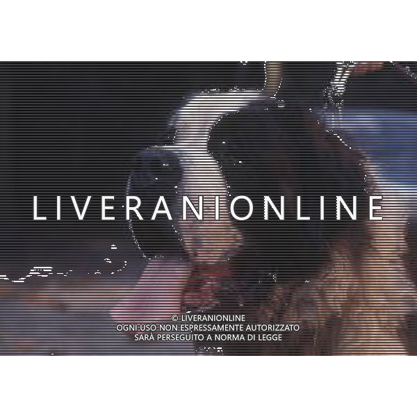 CANE SAN BERNARDO AG ALDO LIVERANI SAS