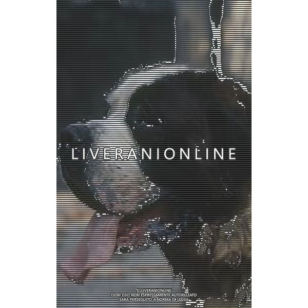 CANE SAN BERNARDO AG ALDO LIVERANI SAS