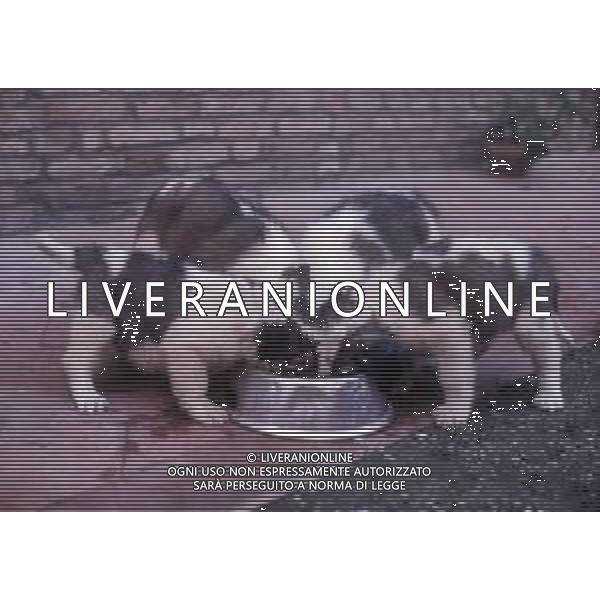 CANE SAN BERNARDO AG ALDO LIVERANI SAS