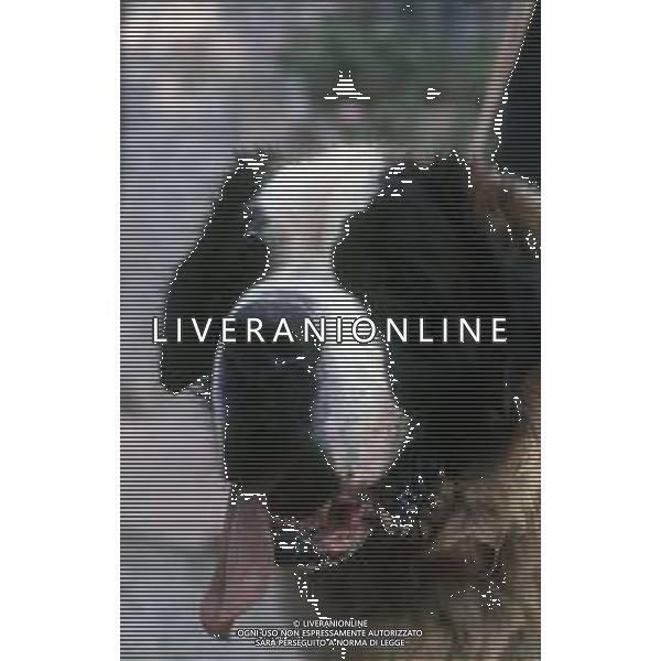CANE SAN BERNARDO AG ALDO LIVERANI SAS