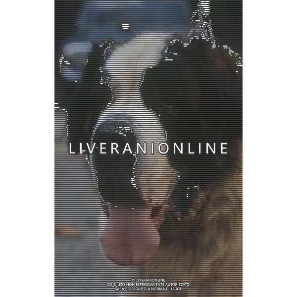 CANE SAN BERNARDO AG ALDO LIVERANI SAS