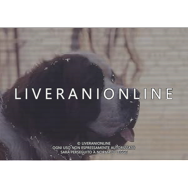 CANE SAN BERNARDO AG ALDO LIVERANI SAS