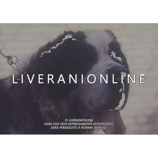 CANE SAN BERNARDO AG ALDO LIVERANI SAS