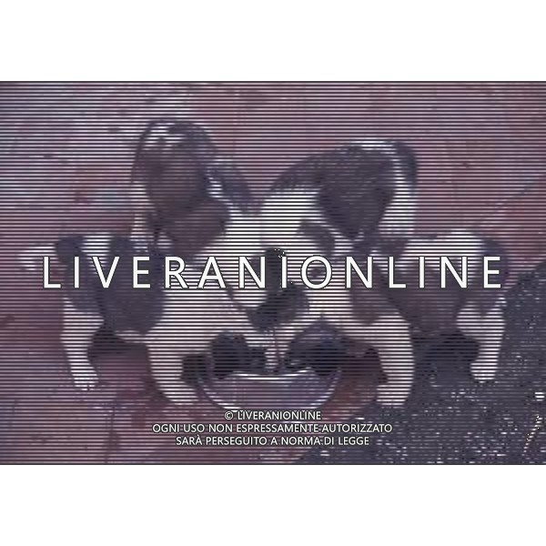 CANE SAN BERNARDO AG ALDO LIVERANI SAS