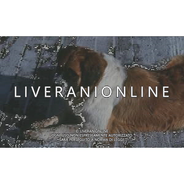 CANE SAN BERNARDO AG ALDO LIVERANI SAS