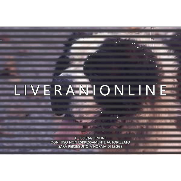 CANE SAN BERNARDO AG ALDO LIVERANI SAS