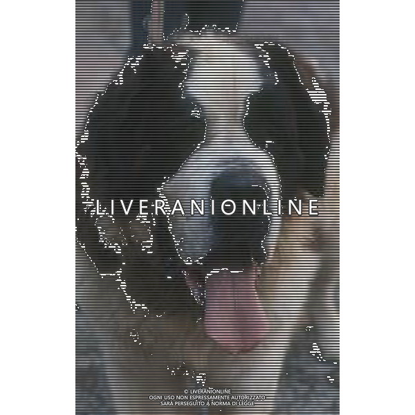 CANE SAN BERNARDO AG ALDO LIVERANI SAS