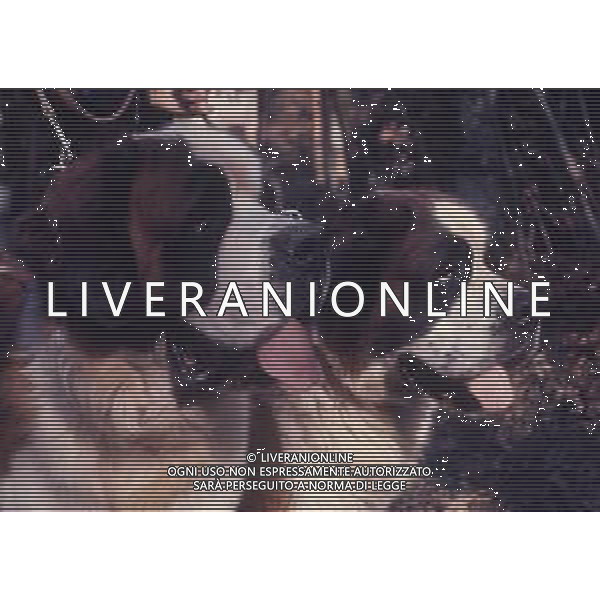 CANE SAN BERNARDO AG ALDO LIVERANI SAS