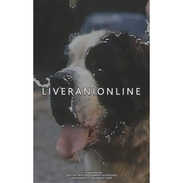 CANE SAN BERNARDO AG ALDO LIVERANI SAS