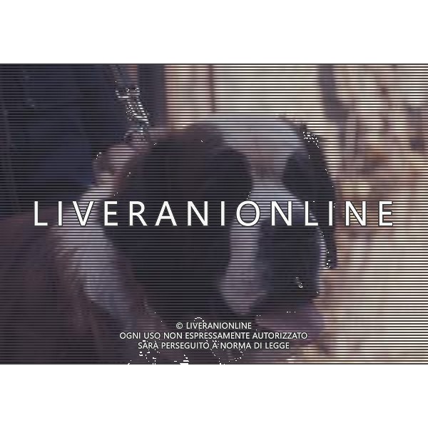 CANE SAN BERNARDO AG ALDO LIVERANI SAS