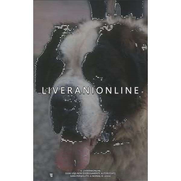 CANE SAN BERNARDO AG ALDO LIVERANI SAS