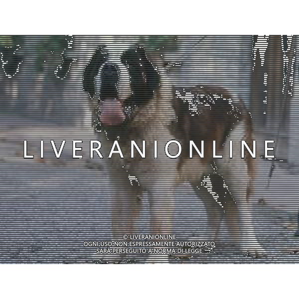 CANE SAN BERNARDO AG ALDO LIVERANI SAS