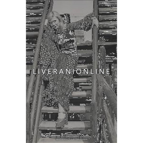 RETROSPETTIVA PAOLA QUATTRINI ATTRICE NELLA FOTO PAOLA QUATTRINI A MILANO NELL\'ANNO 1973 AG ALDO LIVERANI SAS 