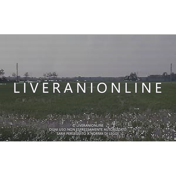 LE RISAIE ANNO 1987 AG ALDO LIVERANI SAS