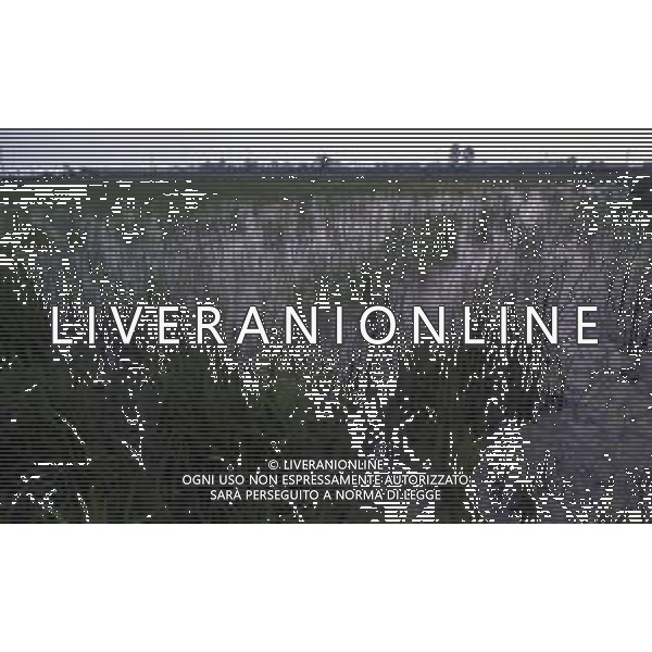 LE RISAIE ANNO 1987 AG ALDO LIVERANI SAS