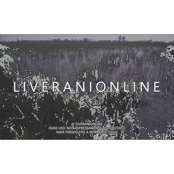 LE RISAIE ANNO 1987 AG ALDO LIVERANI SAS