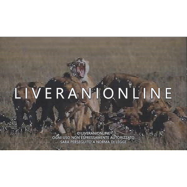 LEONI E LEONESSE AG ALDO LIVERANI SAS