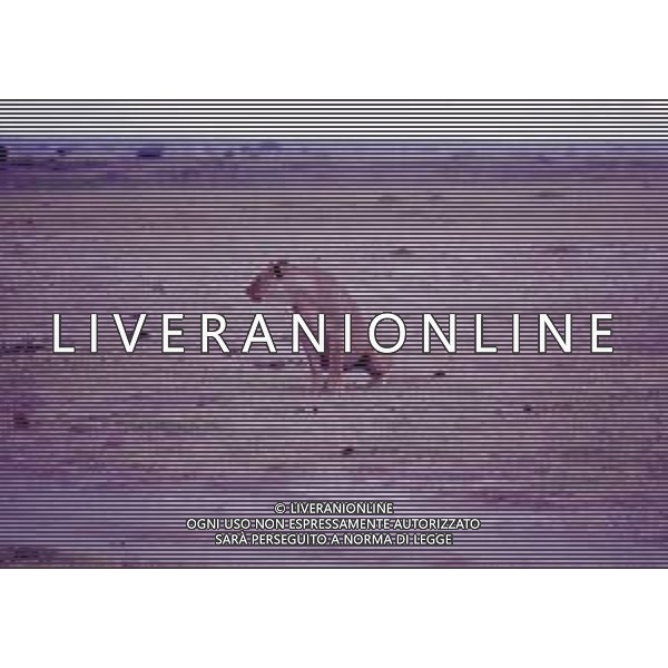 LEONI E LEONESSE AG ALDO LIVERANI SAS