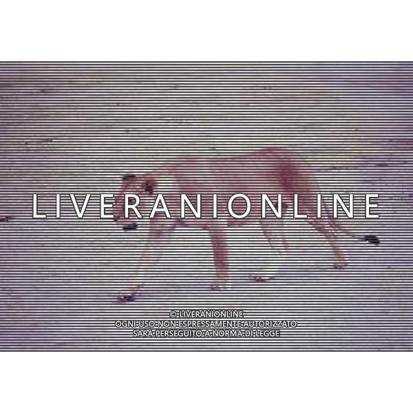 LEONI E LEONESSE AG ALDO LIVERANI SAS