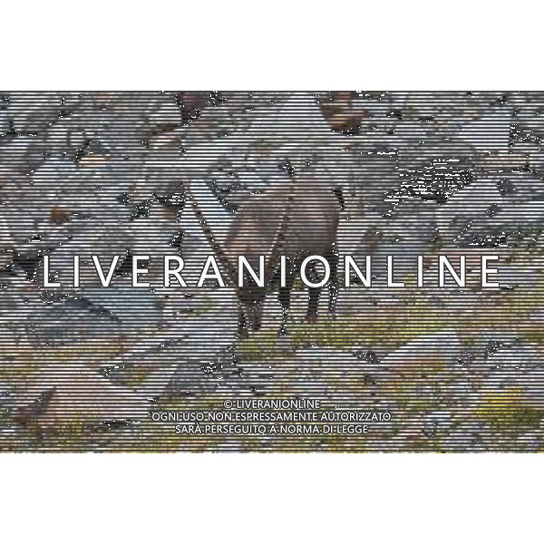 © TVRG Parco Gran Paradiso nella foto stambecchi nei pressi del bivacco Borghi nel Parco Nazionale del Gran Paradiso Cogne (AO) 08-09-2021 Alta Valnontey nel Parco Nazionale del Gran Paradiso foto Roberto Garavaglia/agenzia Aldo Liverani/AGENZIA ALDO LIVERANI SAS