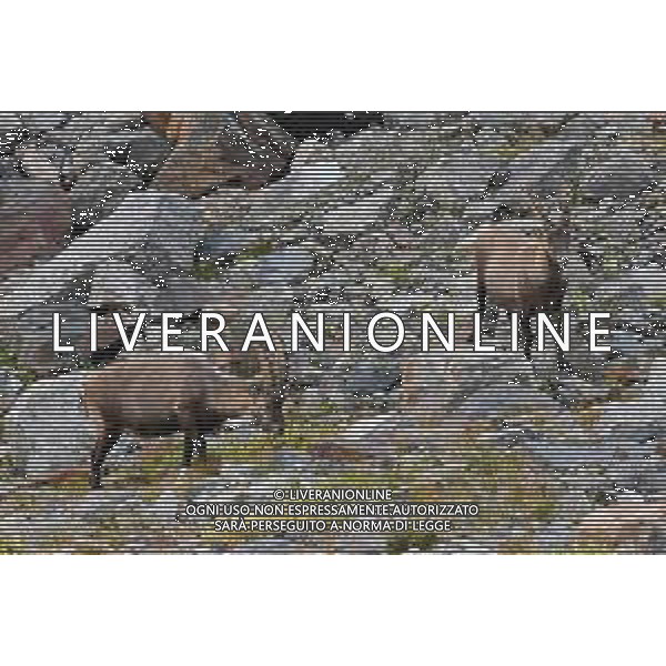 ¬© TVRG Parco Gran Paradiso nella foto stambecchi nei pressi del bivacco Borghi nel Parco Nazionale del Gran Paradiso Cogne (AO) 08-09-2021 Alta Valnontey nel Parco Nazionale del Gran Paradiso foto Roberto Garavaglia/agenzia Aldo Liverani/AGENZIA ALDO LIVERANI SAS