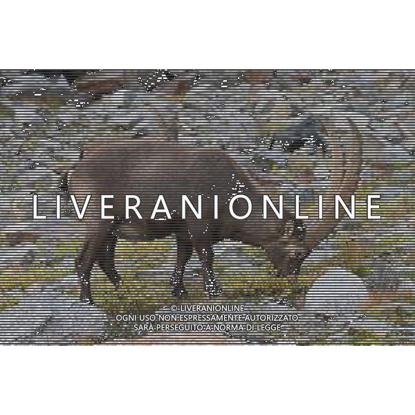 © TVRG Parco Gran Paradiso nella foto stambecchi nei pressi del bivacco Borghi nel Parco Nazionale del Gran Paradiso Cogne (AO) 08-09-2021 Alta Valnontey nel Parco Nazionale del Gran Paradiso foto Roberto Garavaglia/agenzia Aldo Liverani/AGENZIA ALDO LIVERANI SAS