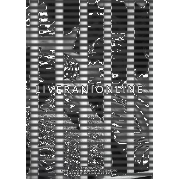 1983 MILANO AULA BUNKER SAN VITTORE PROCESSO ALLA COLONNA DELLE BRIGATE ROSSE WALTER ALASIA AG ALDO LIVERANI SAS