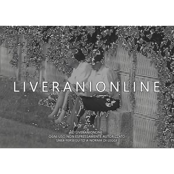 1993 SETTEMBRE MILANELLO ALLENAMENTO MILAN NELLA FOTO SILVANO RAMACCIONI E TAROZZI CAPO UFFICIO STAMPA MILAN AG ALDO LIVERANI SAS