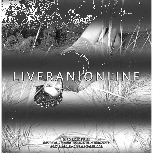 RETROSPETTIVA EVA FISCHER PITTRICE JUGOSLAVA NATURALIZZATA ITALIANA AL MARE SULLA SPIAGGIA NEGLI ANNI \'50-60 ©Archivio Giovanni Liverani/AGENZIA ALDO LIVERANI SAS