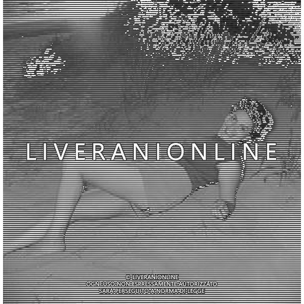 RETROSPETTIVA EVA FISCHER PITTRICE JUGOSLAVA NATURALIZZATA ITALIANA AL MARE SULLA SPIAGGIA NEGLI ANNI \'50-60 ©Archivio Giovanni Liverani/AGENZIA ALDO LIVERANI SAS