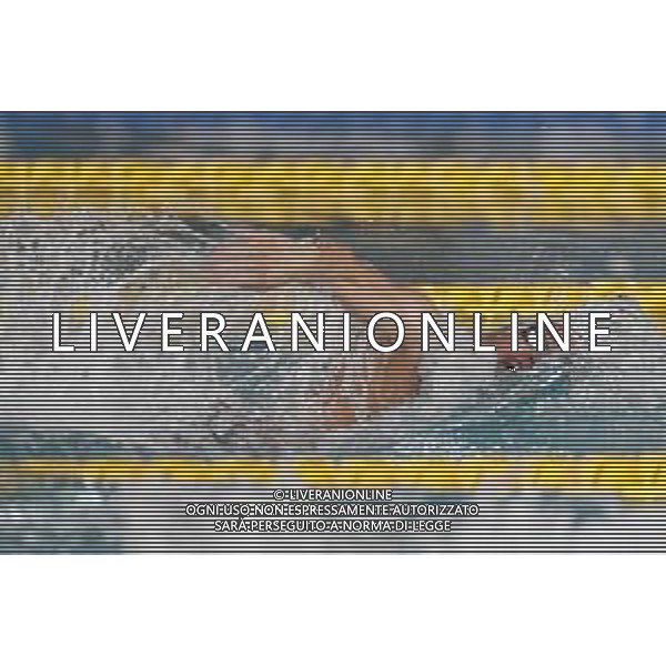 Riccione 12/04/2021 - CAMPIONATO ITALIANO UNIPOLSAI ASSOLUTO DI NUOTO PRIMAVERILE- nella foto: Ciampi Matteo ©Claudio Zamagni/Agenzia Aldo Liverani