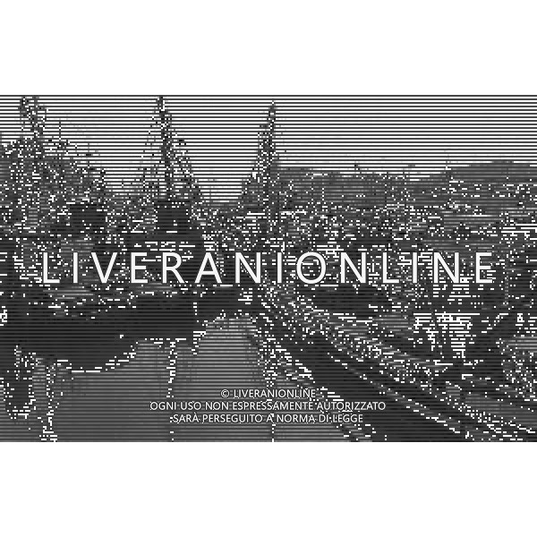 1975 TRIESTE MERCATO ITTICO NELLA FOTO LA PESCA A TRIESTE AG ALDO LIVERANI SAS